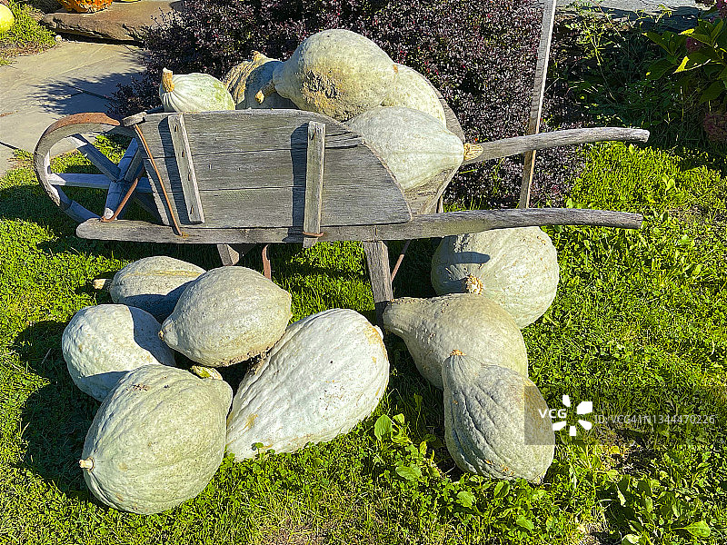 车轮附近的蓝色哈伯德南瓜图片素材