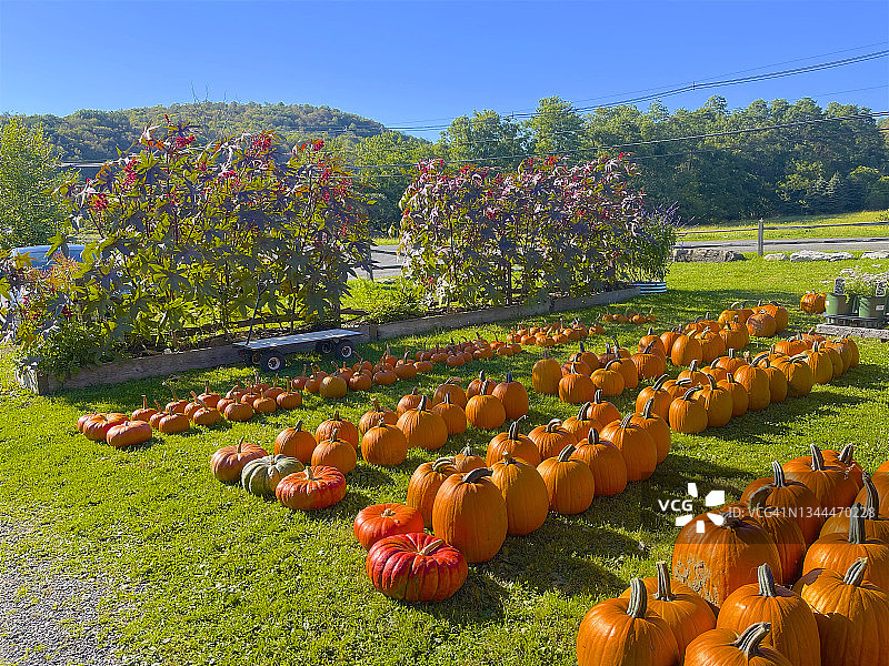 一排橙色南瓜展示图片素材