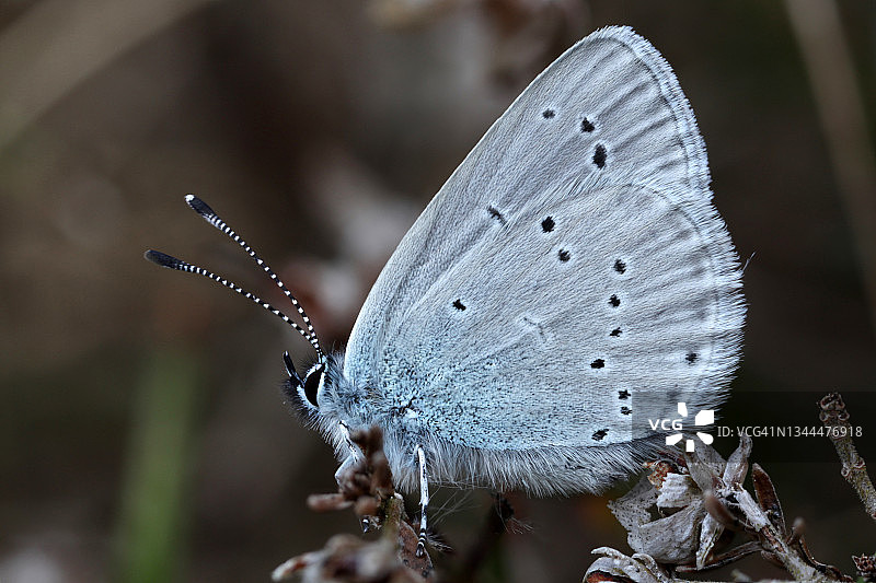 小号蓝色图片素材