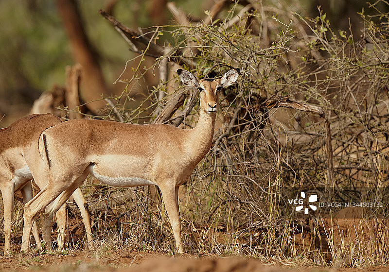雌性黑斑羚图片素材