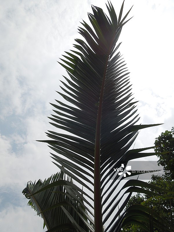 棕榈树叶剪影图片素材