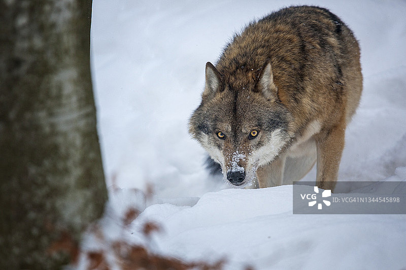 冬季的狼图片素材