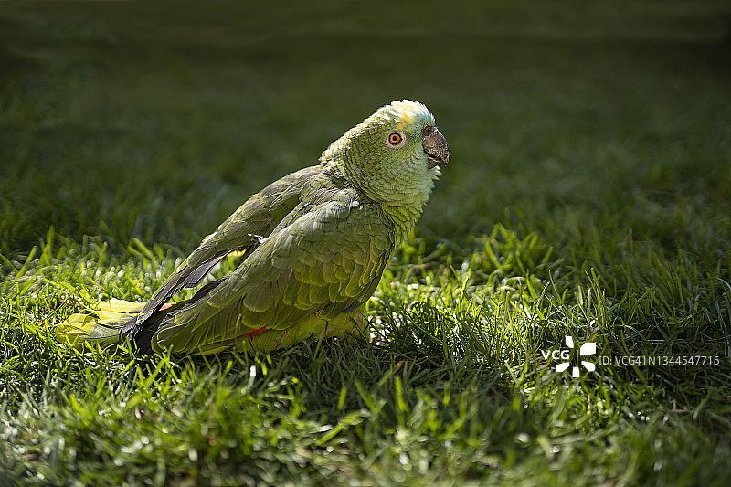 栖息在绿色草地花园中的蓝额鹦鹉特写图片素材