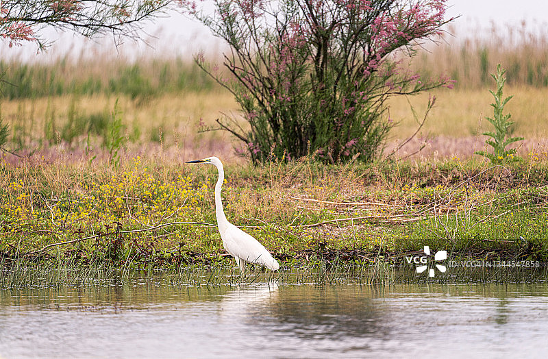 日出时分，苍鹭伫立于花丛中的沼泽芦苇中，多瑙河三角洲湿地，罗马尼亚图片素材
