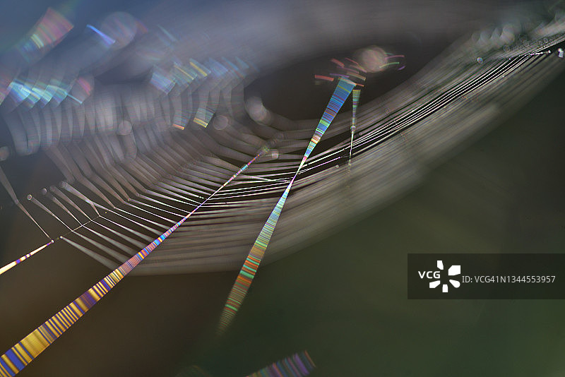 蜘蛛网图片素材