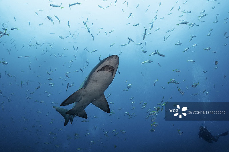 砂虎鲨水下潜游图片素材