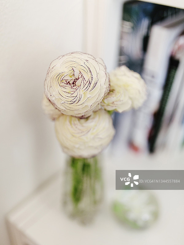 花瓶中的毛茛花图片素材