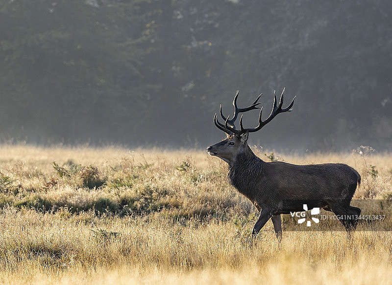 鹿的轮廓图片素材