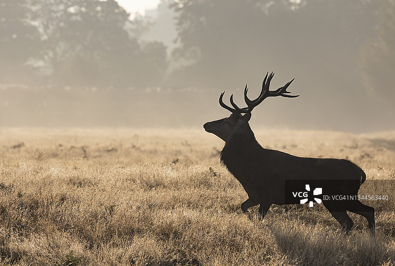 鹿的轮廓图片素材
