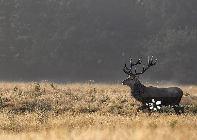 鹿的轮廓图片素材