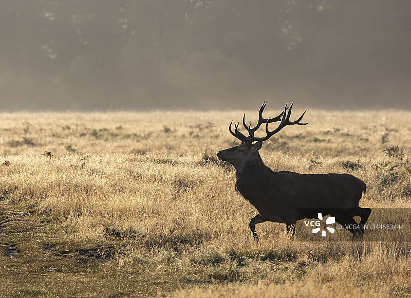 鹿的轮廓图片素材