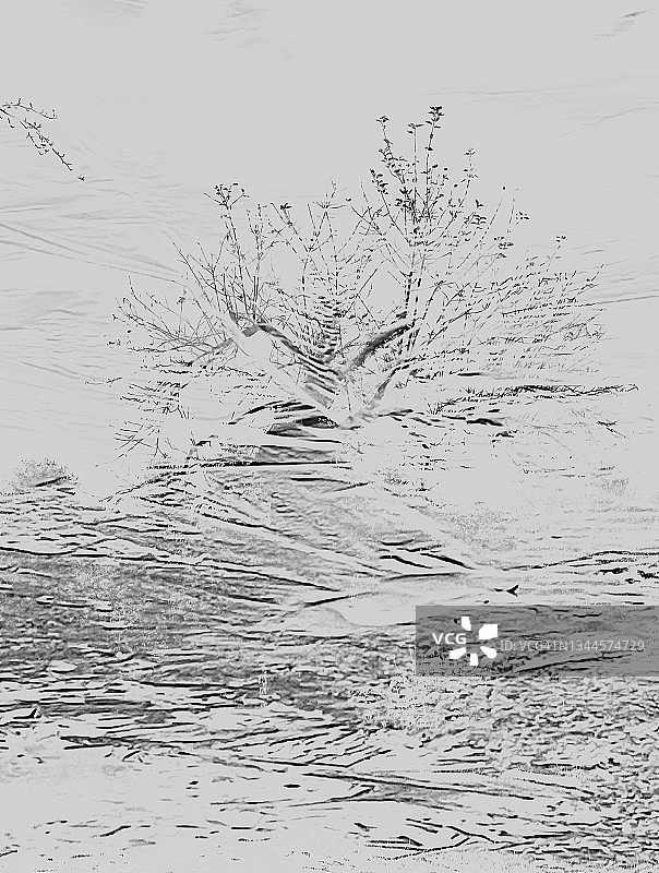 怪异的树木蚀刻图片素材