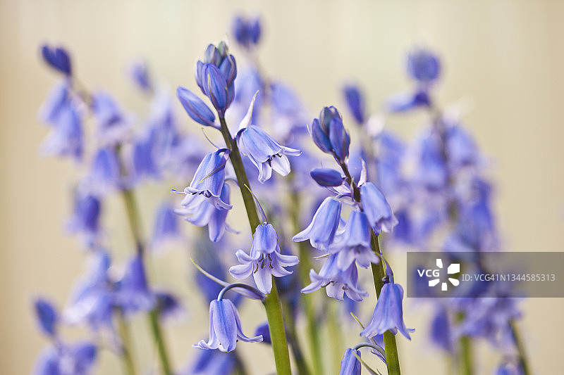 蓝铃花图片素材