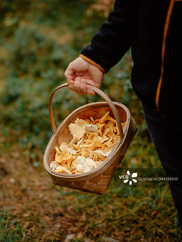 男人在森林里采摘鸡油菌图片素材