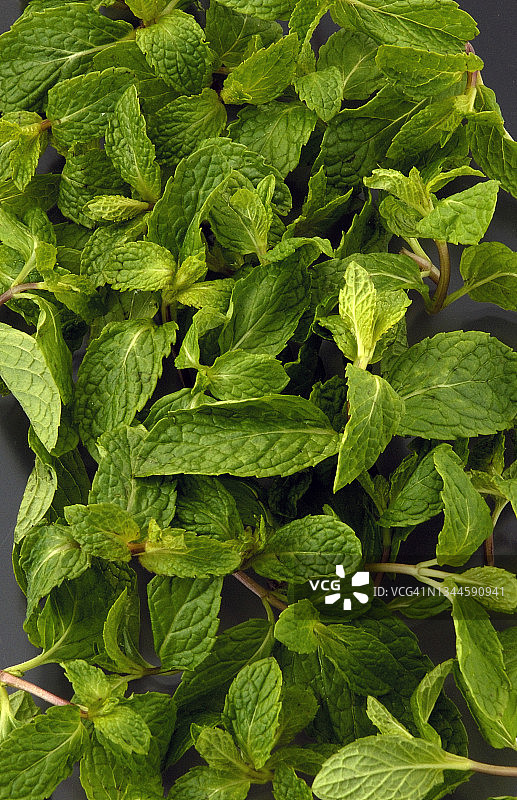 薄荷叶图片素材