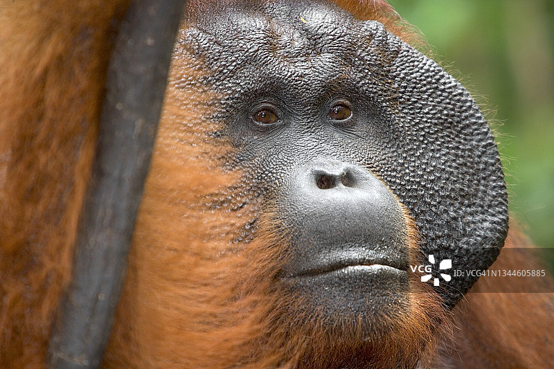 野生成年雄性猩猩图片素材