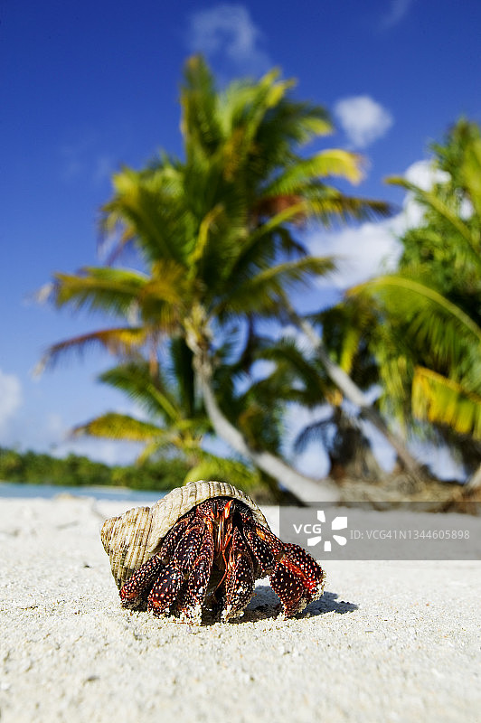 寄居蟹图片素材