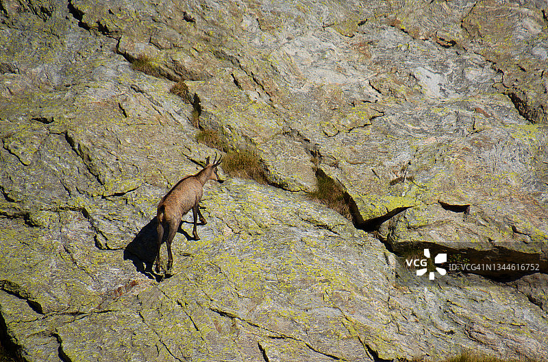 在法国攀爬岩石的羚羊图片素材