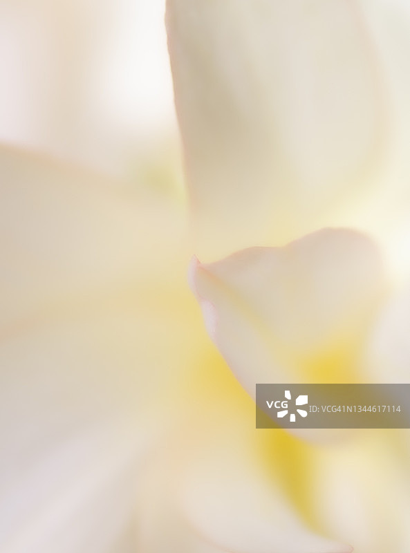 梦幻海棠花的特写图像图片素材