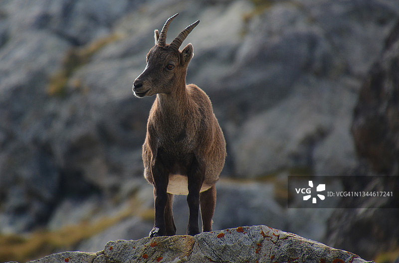 梅尔康图尔公园羚羊图片素材