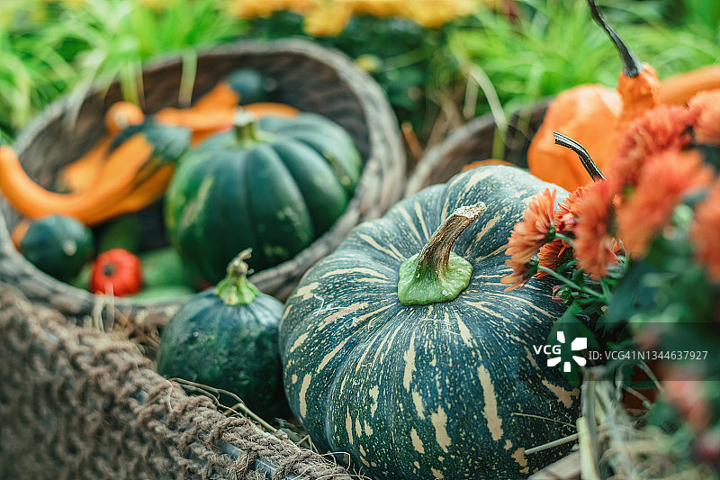 感恩节和万圣节南瓜装饰图片素材
