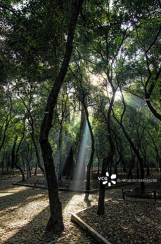 阳光穿透墨西哥城查普尔特佩克公园的树林图片素材