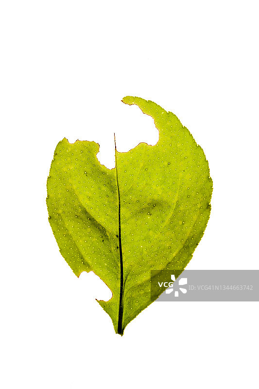 柠檬叶上的虫咬痕迹图片素材