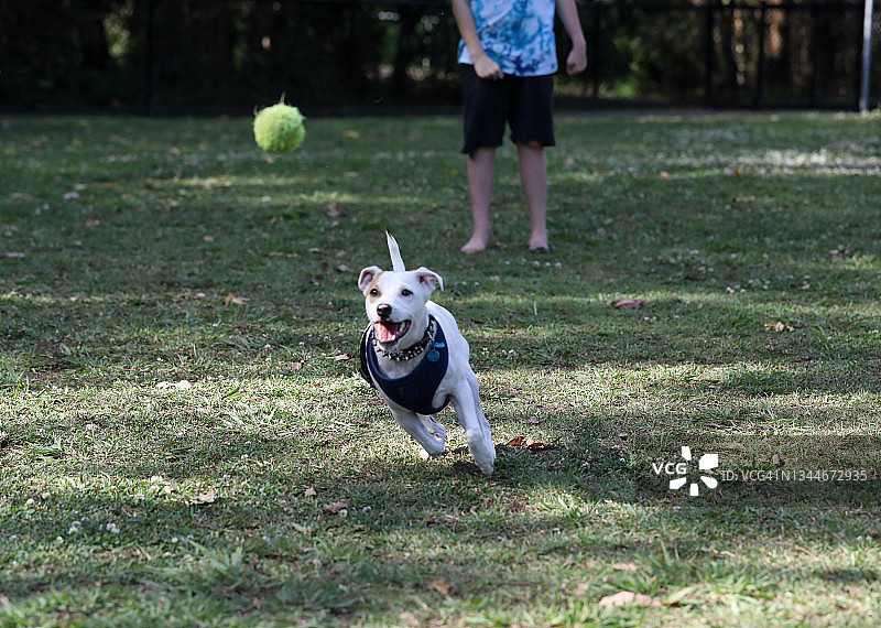 一只纯种杰克罗素梗犬在玩网球图片素材