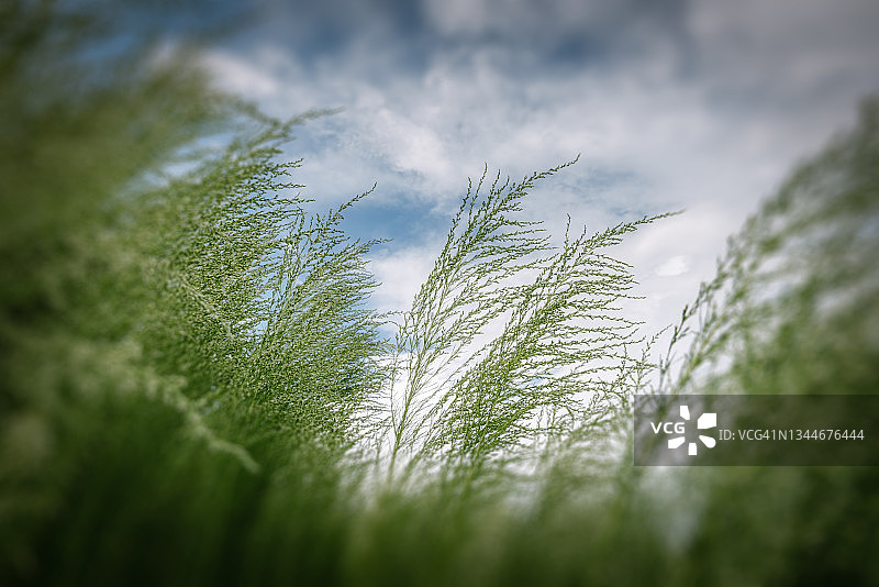 蓝天下的天然绿草鲜花种植园图片素材