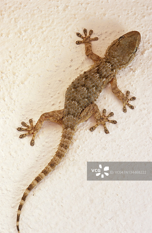 欧洲西班牙马略卡岛壁虎图片素材