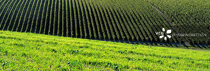 田野与葡萄藤图片素材