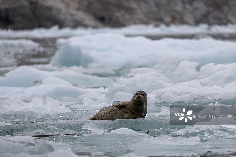 冰上的斑海豹图片素材
