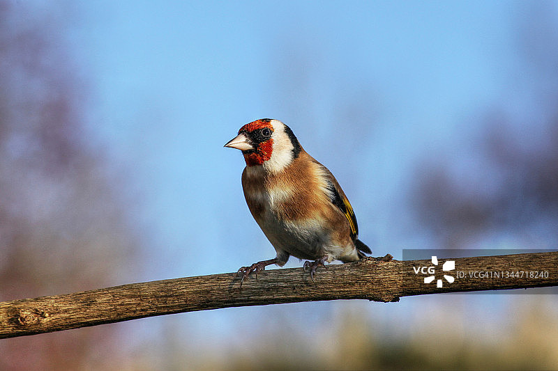 金翅雀图片素材