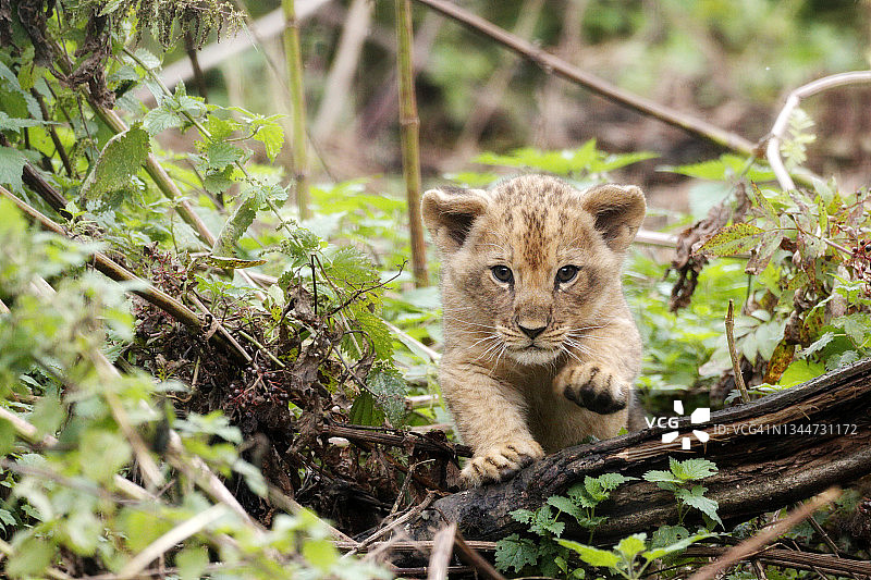 可爱的加丹加幼狮图片素材