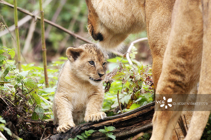 可爱的加丹加幼狮图片素材