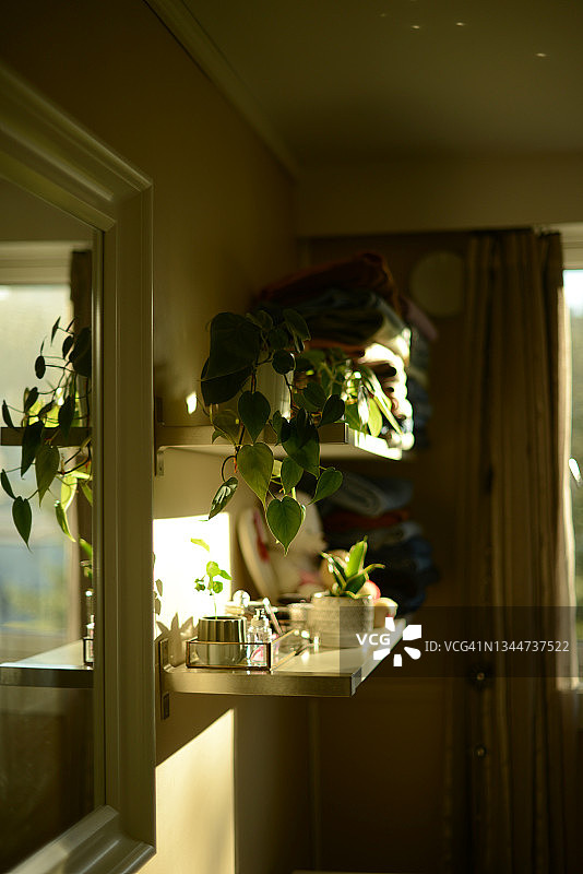 白色架子上的三盆绿色盆栽植物图片素材