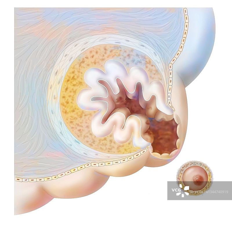 排卵示意图图片素材