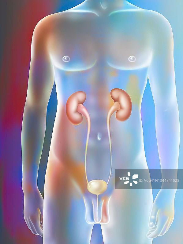 男性泌尿系统图图片素材