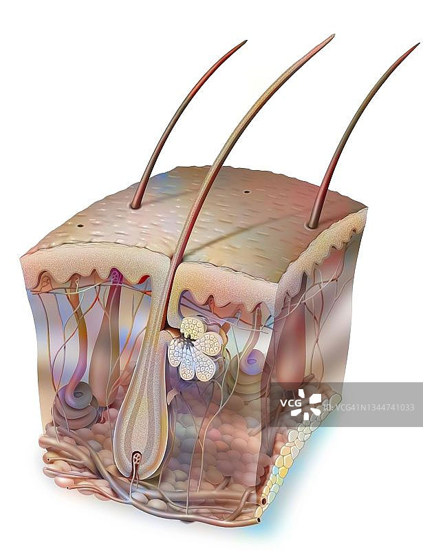 皮肤绘画图片素材