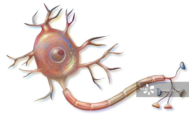 神经元图片素材