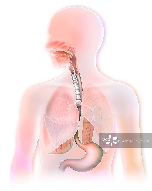 躯干解剖结构图片素材