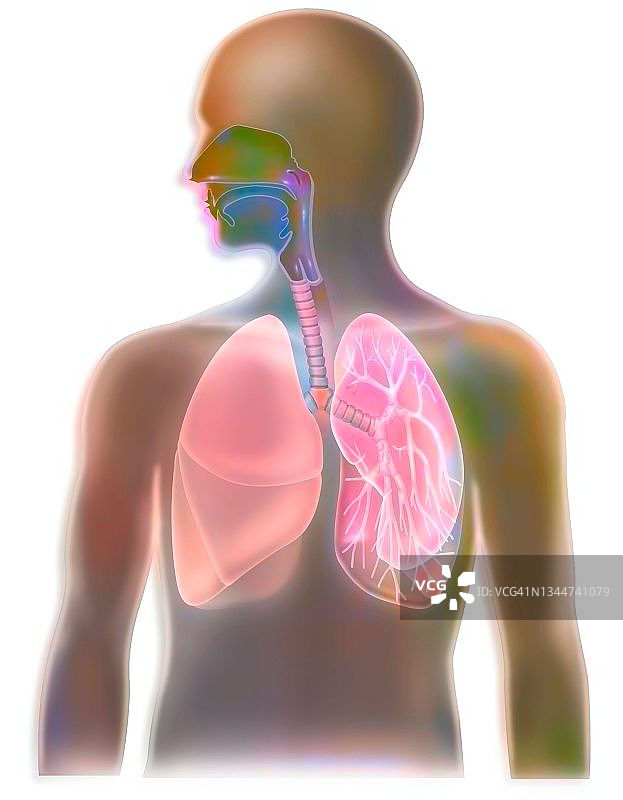 鸟类绘画作品图片素材