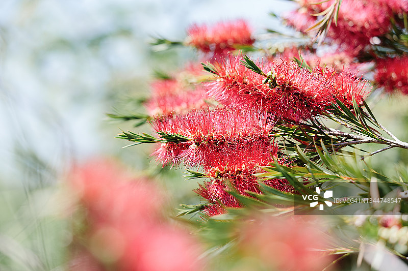 康沃尔花园盛开的红千层图片素材