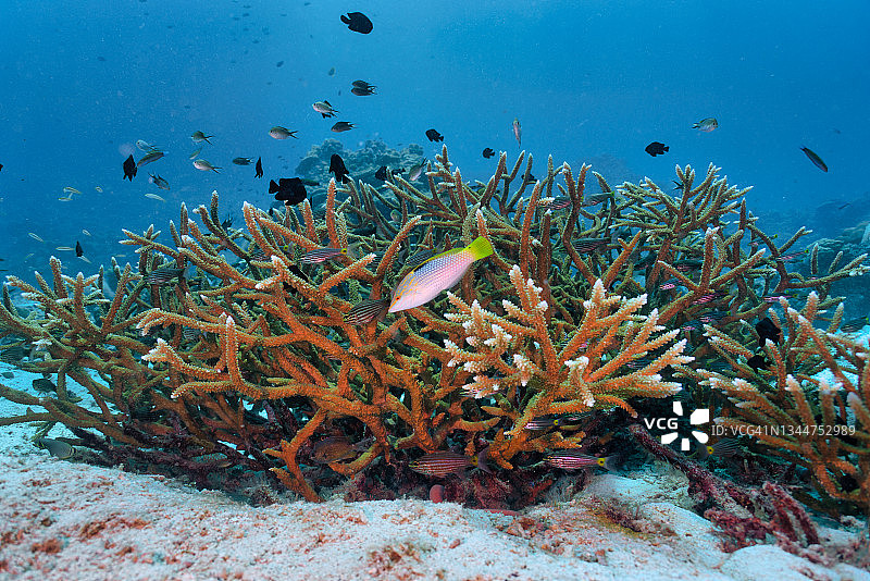 泰国安达曼海海底的鹿角珊瑚图片素材