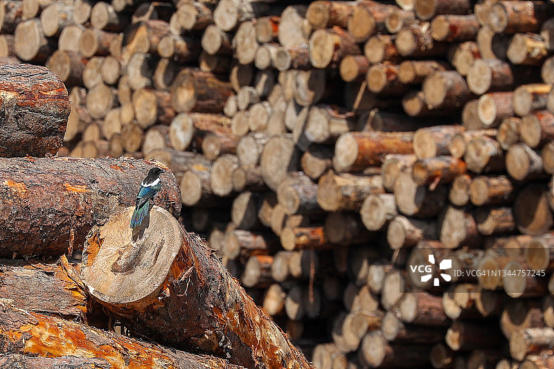 栖息在木堆上的鸟图片素材
