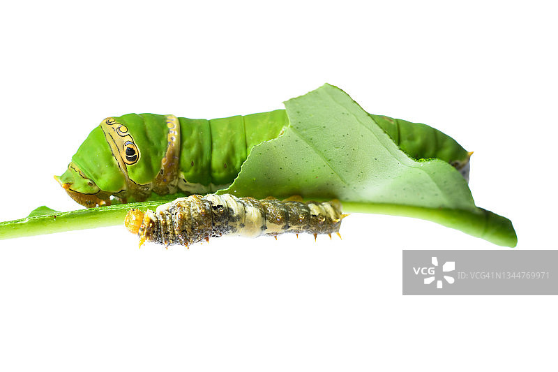 柠檬叶上的两只橙色狗毛毛虫图片素材