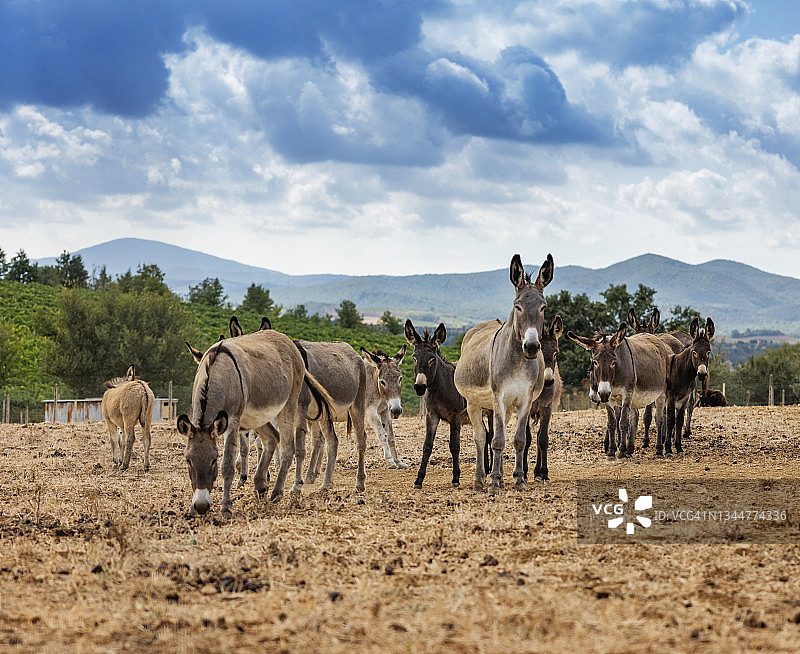 托斯卡纳的田园风光：田野里的驴图片素材