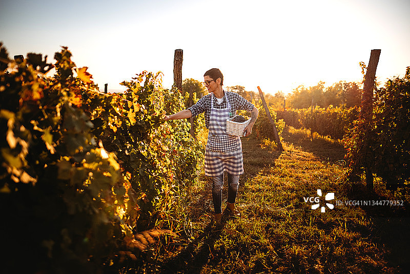 葡萄丰收，祝您有个美好的一天图片素材