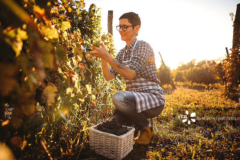葡萄丰收，祝您有个美好的一天图片素材