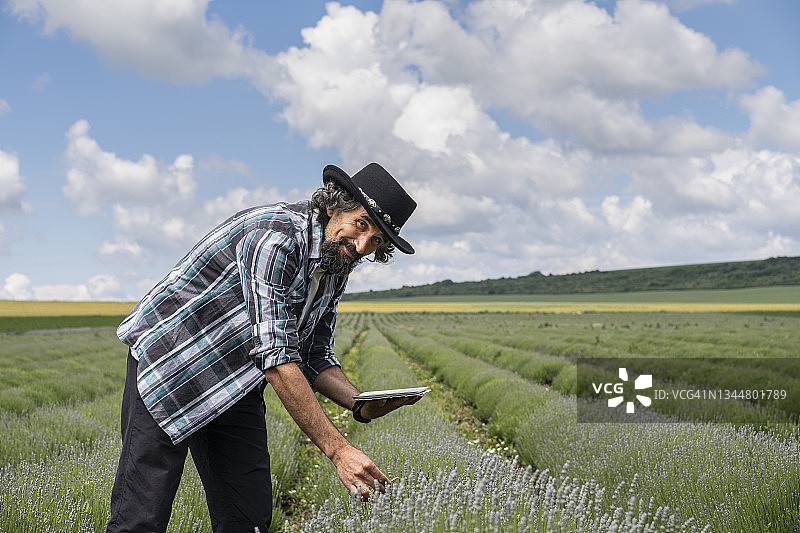 农民在薰衣草种植园检查新收成，农业职业，保加利亚薰衣草田图片素材